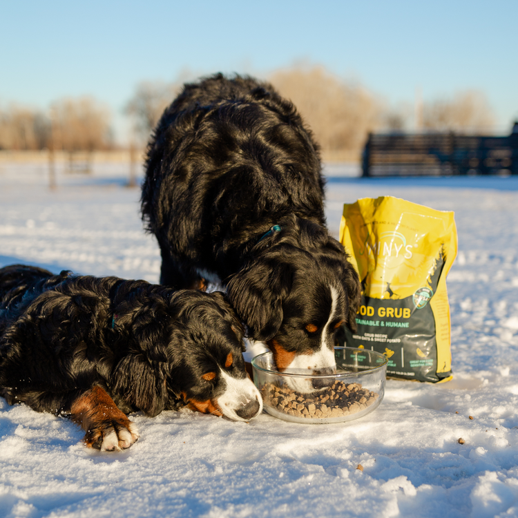 2 dogs sharing good grub dog food