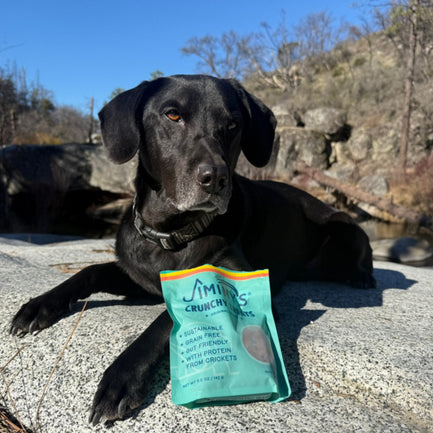 black lab with Jiminy's original cricket cookie crunchy dog treats