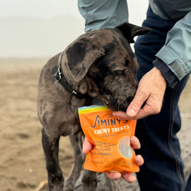 dog eating a pumpkin and carrot chewy cricket training treat on the beach