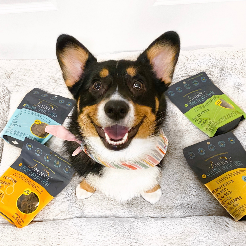 dog with Jiminy's 4 Pack Bundle:  Insect Protein Dog Treats