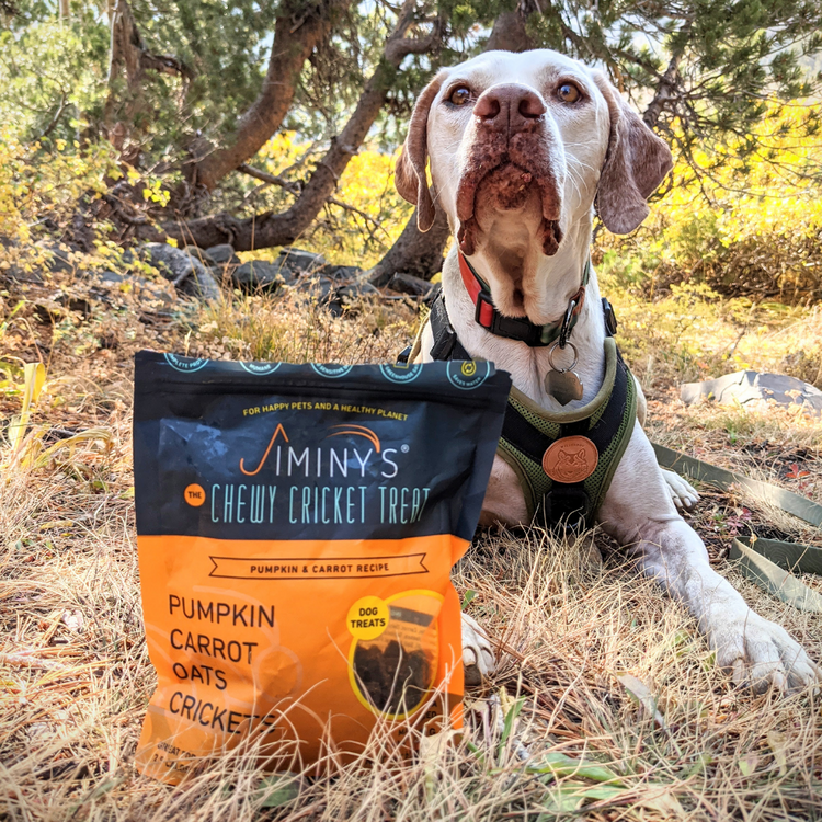 dog with bag of Jiminy's Pumpkin and Carrot Soft and Chewy Training Treats with Cricket Protein