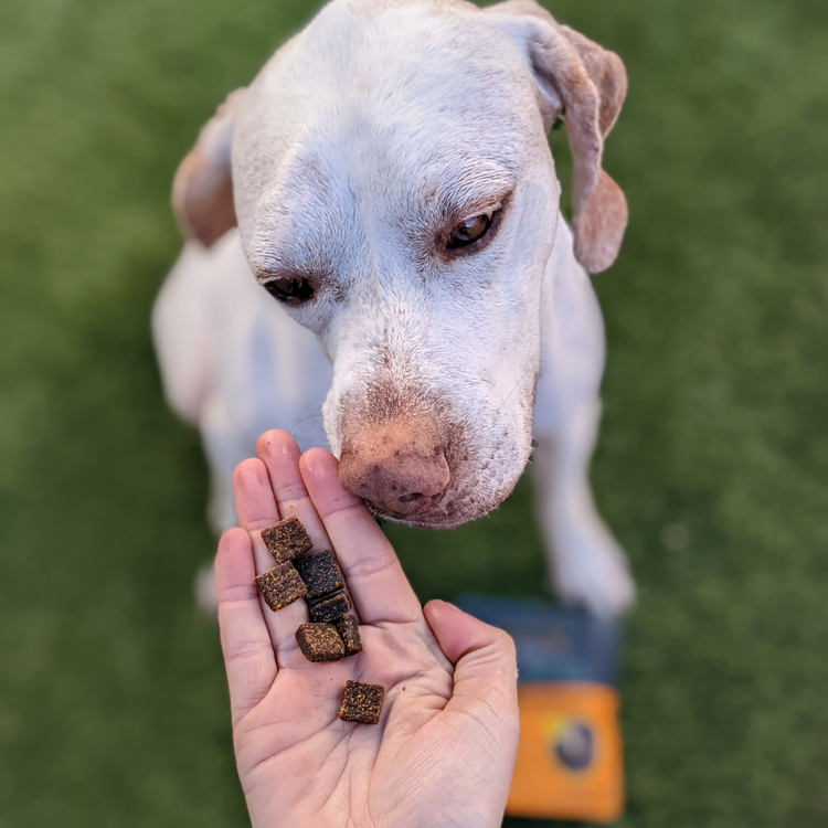 dog eating Jiminy's Pumpkin and Carrot: Soft and Chewy Training Treats with Cricket Protein