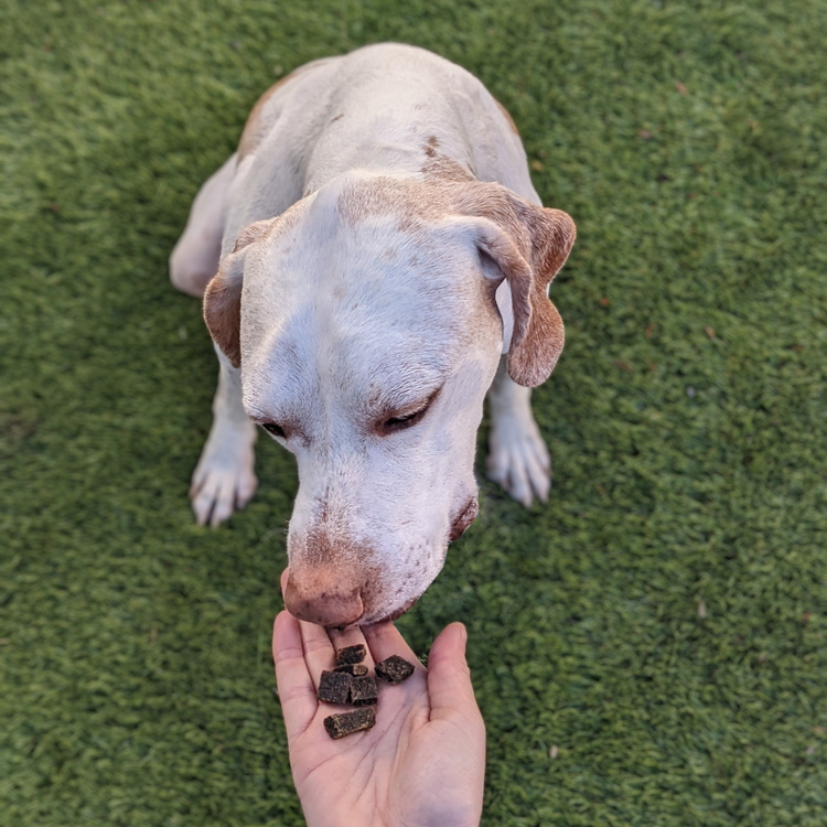 dog eating  Jiminy's Sweet Potato & Peas: Soft and Chewy Training Treats with Cricket Protein