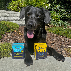 dog with bag of insect protein Good Grub Entrée Wet Dog Food Jiminy's