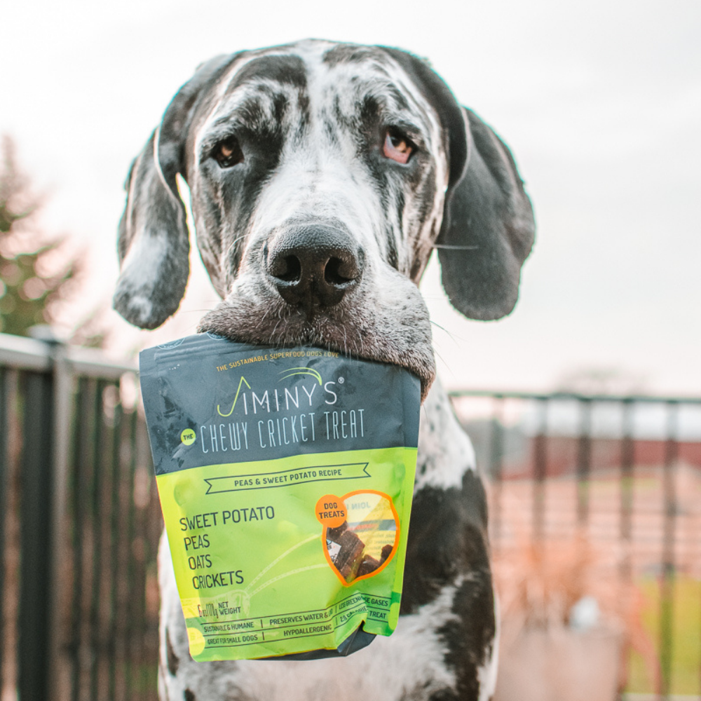 dog with a bag of Jiminy's Sweet Potato & Peas: Soft and Chewy Training Treats with Cricket Protein