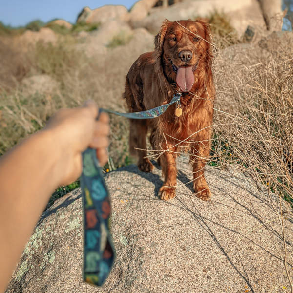 dog wearing Jiminy's Eco-friendly Dog Leash – Leash Made From Recycled Material 