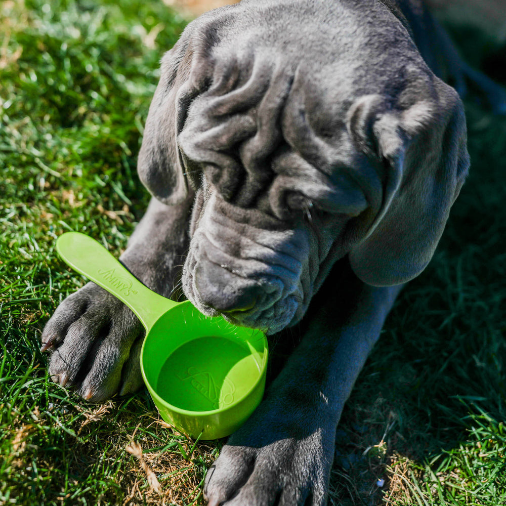 dog with Jiminy's Sustainable Bamboo Dog Food Scoop