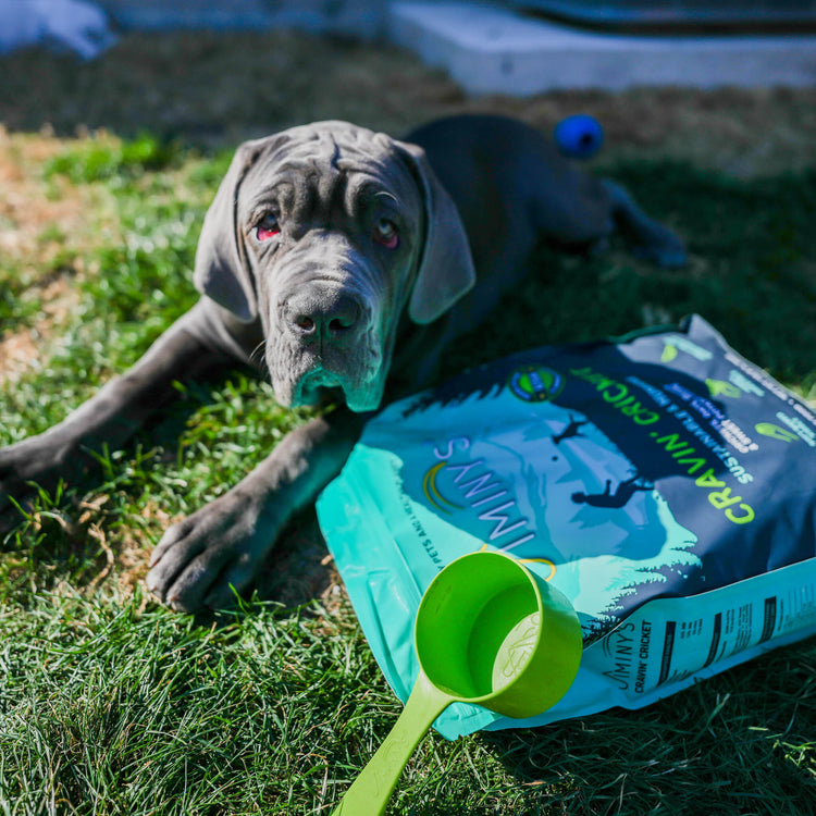 dog with Jiminy's Sustainable Bamboo Dog Food Scoop and bag of Jiminys Cravin' Cricket